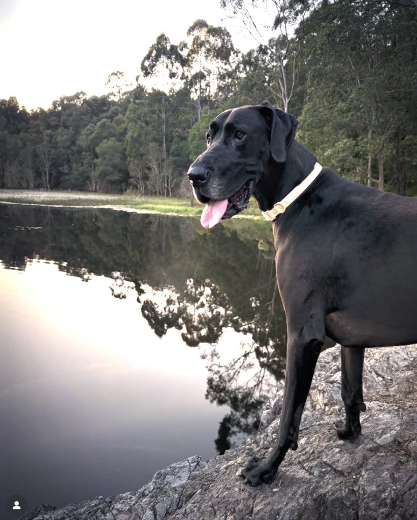 great dane at the beach